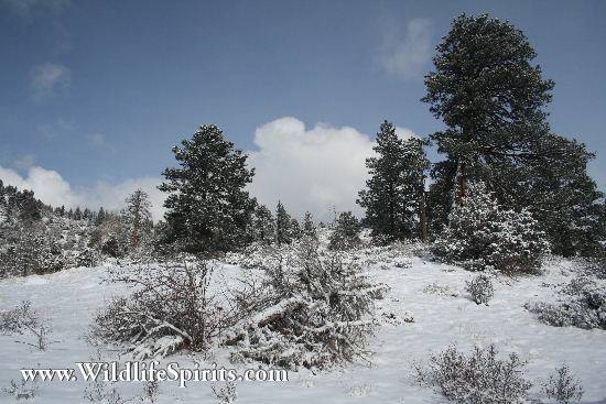 Click Picture to send as an  E-PostCard 58k 550x367